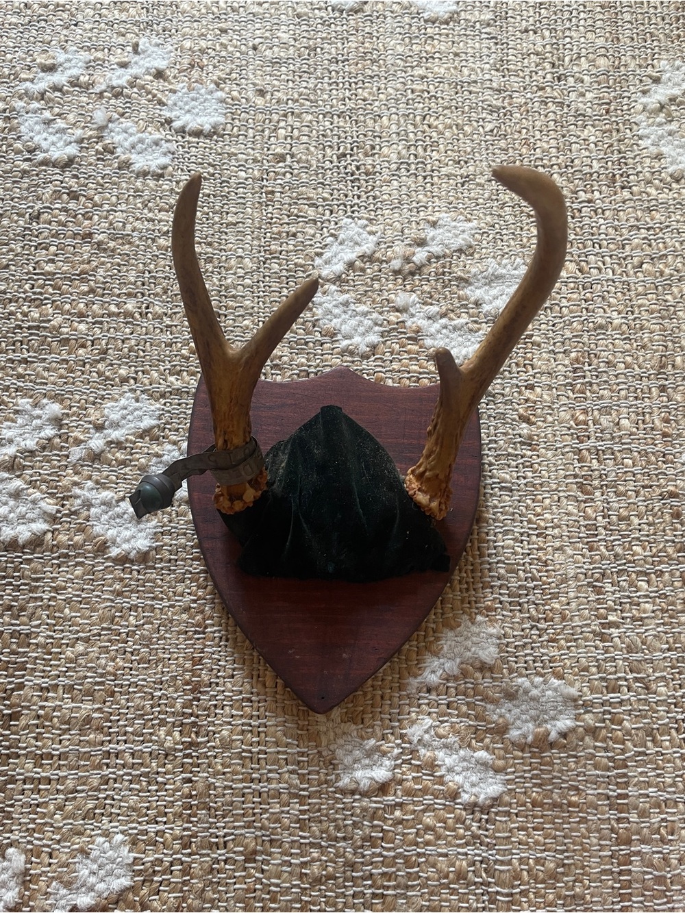 Vintage 1940’s 50s’ Vintage 4 Point Deer Antler Taxidermy Wall Plaque Mount